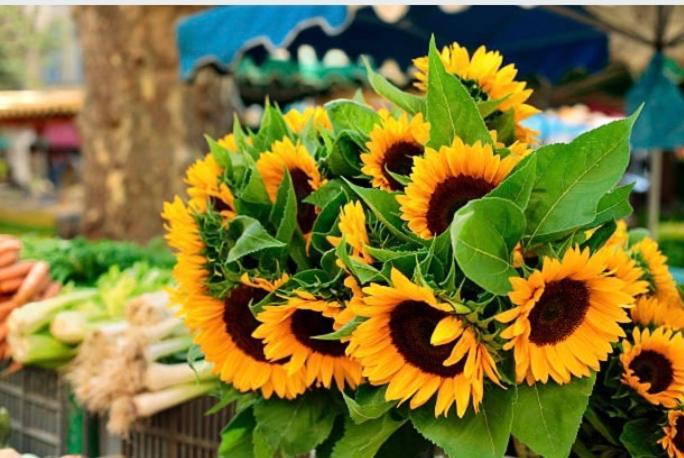 Gite Des Tournesols Oradour-Fanais Екстер'єр фото